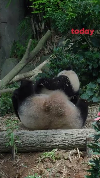 Baby Le Le joins mummy in Giant Panda Forest exhibit