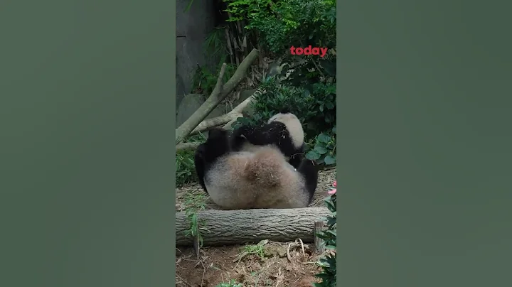 Baby Le Le joins mummy in Giant Panda Forest exhibit - 天天要聞