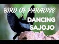 BIRD OF PARADISE (CENDRAWASIH) DANCING SAJOJO #cendrawasihpapua #sajojo #birdofparadise #papua