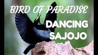 BIRD OF PARADISE (CENDRAWASIH) DANCING SAJOJO #cendrawasihpapua #sajojo #birdofparadise #papua