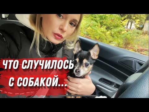 Сколько лет живут собаки той терьер в домашних условиях