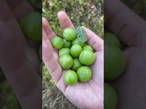 Video: Green Gage-luumupuut: Opi Green Gage -luumujen kasvattamisesta