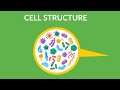 Cell Structure and Function || What is cell and its functions