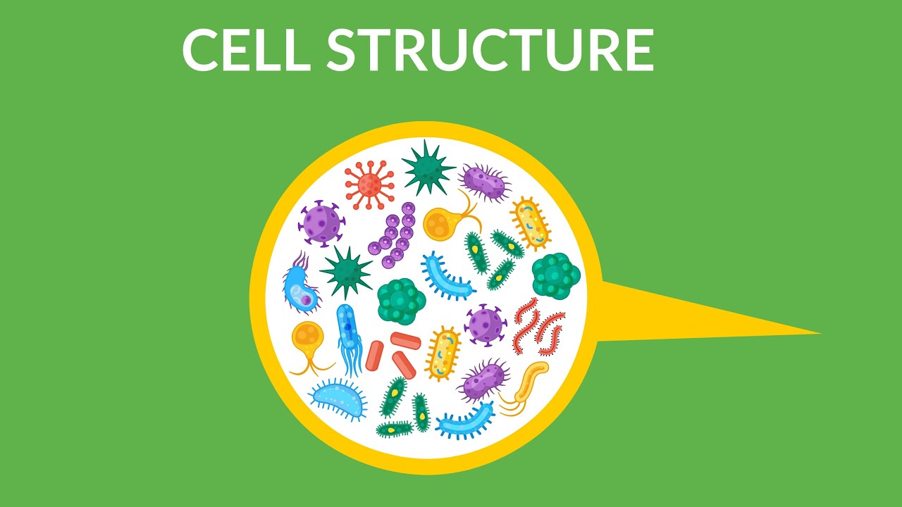 ⁣Cấu trúc và Chức năng Tế bào || Tế bào là gì và các chức năng của nó