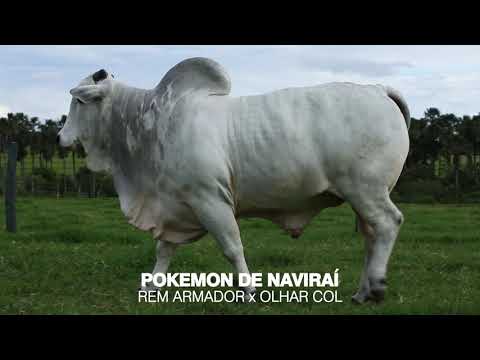 LOTE 08 - POKEMON DE NAVIRAÍ