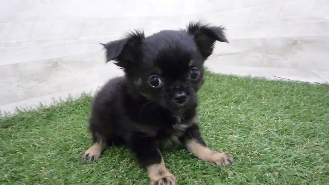 Coo&RIKU No.00720475 チワワ（ロングコート） - YouTube