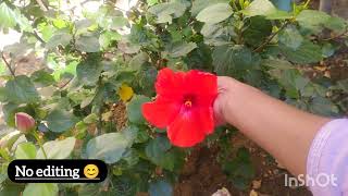 Morning See Beautiful Hibiscus Flowers And Nature Nish,