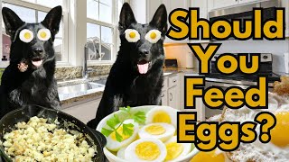 Feeding Eggs to your German Shepherd... Good Thing or BAD Thing? by German Shepherd Man Official Channel 1,431 views 2 months ago 2 minutes, 52 seconds