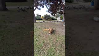 Sinop Aşıklar Parkı #keşfetedüş #travel #travelvlog #shortvideo #park #karadeniz #vlogs #vlog