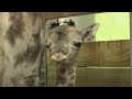 What This Winking Baby Giraffe Did As Soon As He Was Born Is.. | Kritter Klub