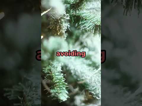 Can Pine Needles Cause A Rash