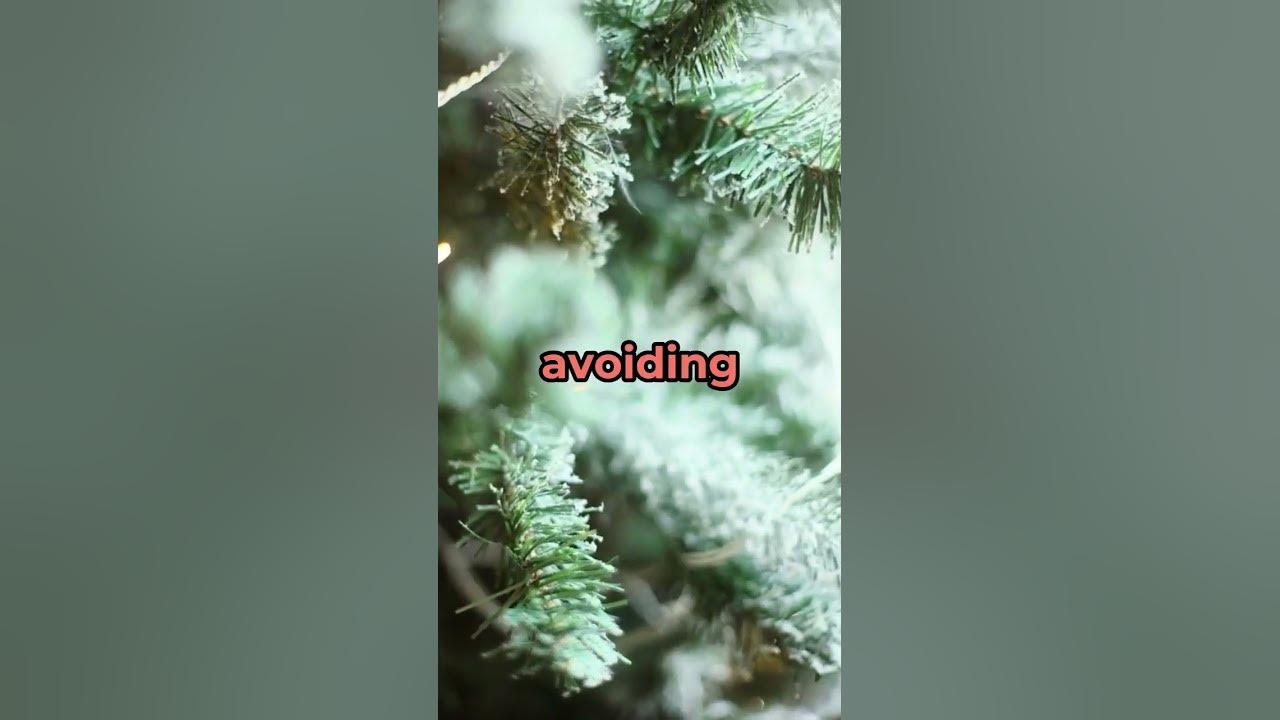 Managing Pine Tree Allergies Tips and Solutions YouTube