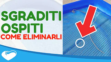 Come togliere i vermi nella piscina?