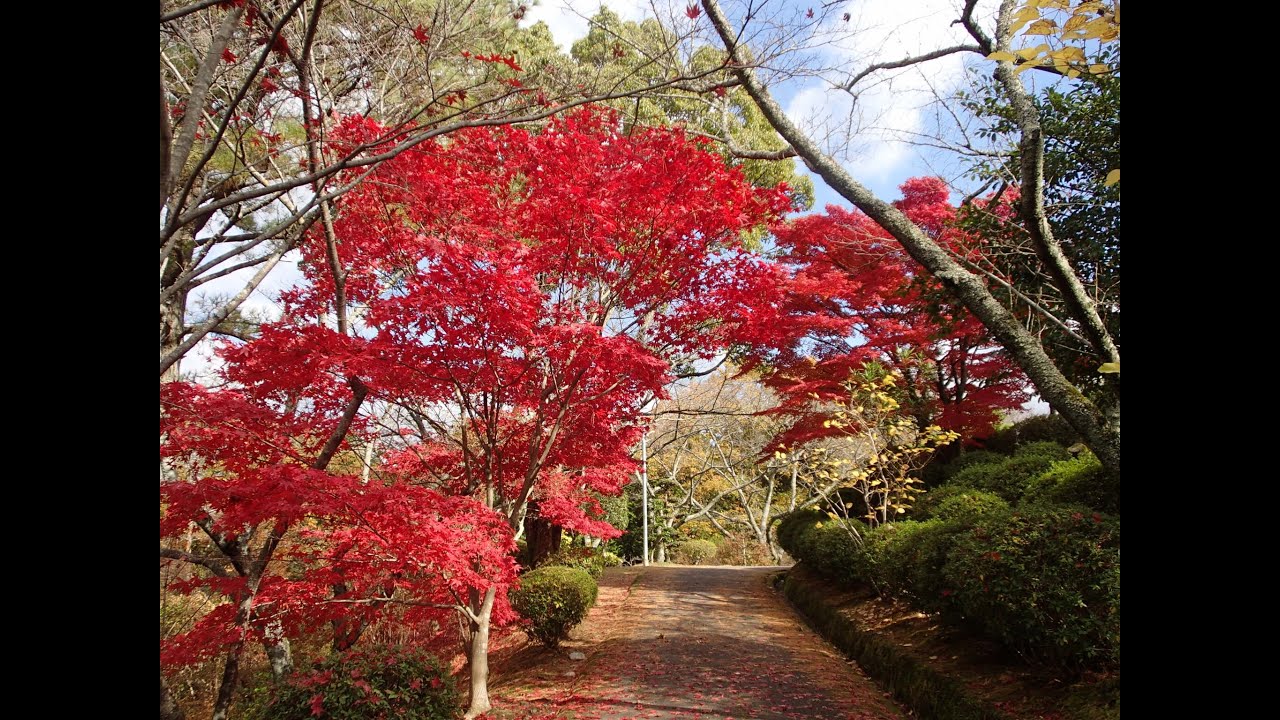 杉村公園 和歌山県橋本市 の紅葉 14 Youtube