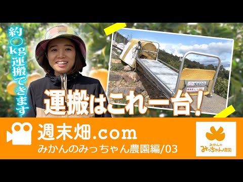 How to transport large quantities of mandarin oranges from the