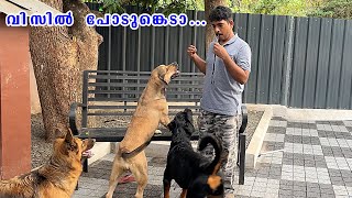 വിസിൽ പോട് 🙋‍♀️ Whistle Signals: The Key to Precise and Effective Dog Training by Laze Media 3,847 views 21 hours ago 7 minutes, 48 seconds