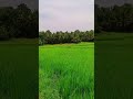 napaka gan dah