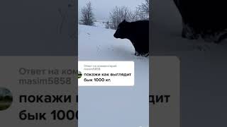 КАК ВЫГЛЯДИТ БЫК НА 1000 кг,САМЫЙ БОЛЬШОЙ БЫК #шортс #shorts #рекомендации #животные