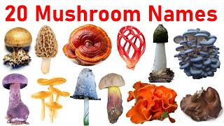 Mushrooms Name | 20 Popular Mushrooms You Should Know 🍄 | Edible, Wild & Poisonous Mushroom