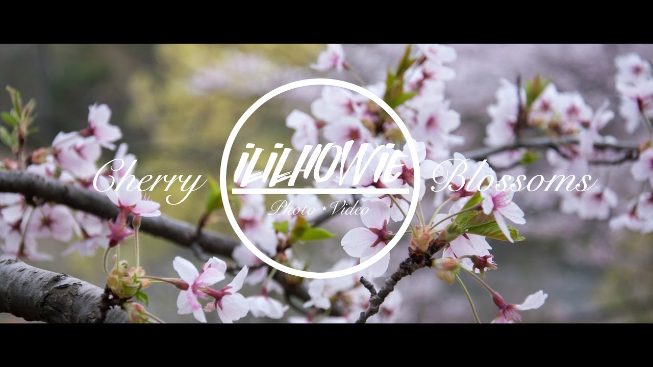 CHERRY BLOSSOMS IN TORONTO | iLiLHowie 2017