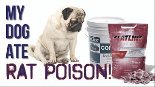 What If My Dog Eats Rat Poison? by Do-It-Yourself Pest Control 5,052 views 1 year ago 2 minutes, 15 seconds