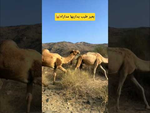 اطيب بعير في الإبل يداري النياق مداراه اكسبلور   ترند