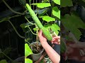 Harvesting fresh cucumbers from home grown plants for healthy meals and daily cooking
