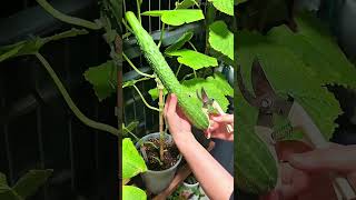 Harvesting fresh cucumbers from home grown plants for healthy meals and daily cooking