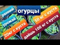 Огурцы/Как получить ранний урожай/Сколько кг с куста можно получить/Органическое земледелие