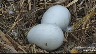 Decorah Hatchery Eagles~Hatch Watch! Confirmed Pip in Egg #1-Evening Shift Change_4.3.23