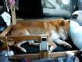 愛犬と車中泊 柴犬ジロー