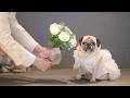 【生配信】日本初！犬と結婚式１周年記念 ＆ パスまきTシャツ2026販売開始！