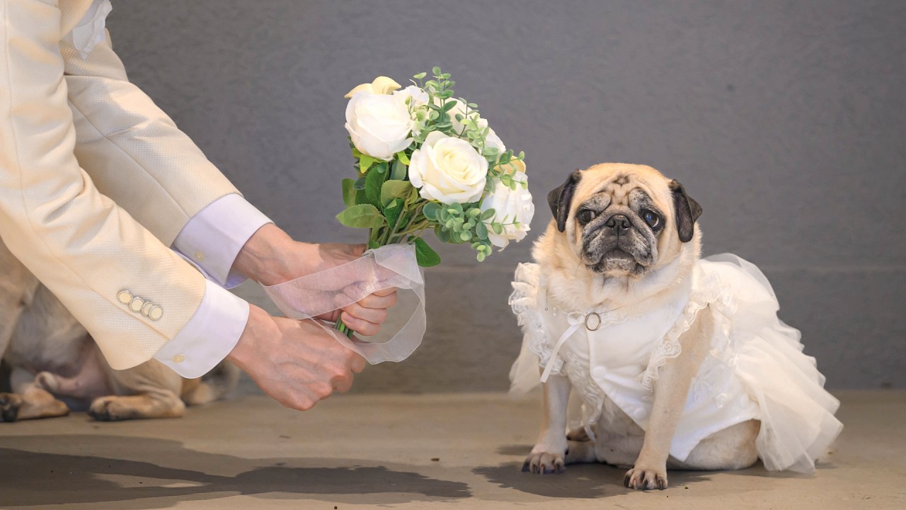 【生配信】日本初！犬と結婚式１周年記念 ＆ パスまきTシャツ2026販売開始！