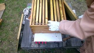 Spring Inspection|Where Is The Queen!?|New Week 2 #beekeeping101#honeybeest#honey#beehive#workerbee