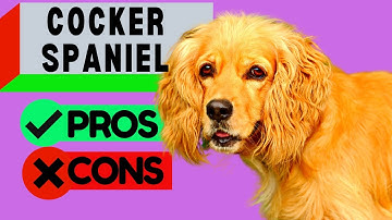 COCKER SPANIEL Pros and Cons / Should You Get a Cocker Spaniel?