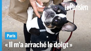 Elle Est Tombée, Toute Raide Des Chiens Électrocutés En Pleine Promenade À Paris
