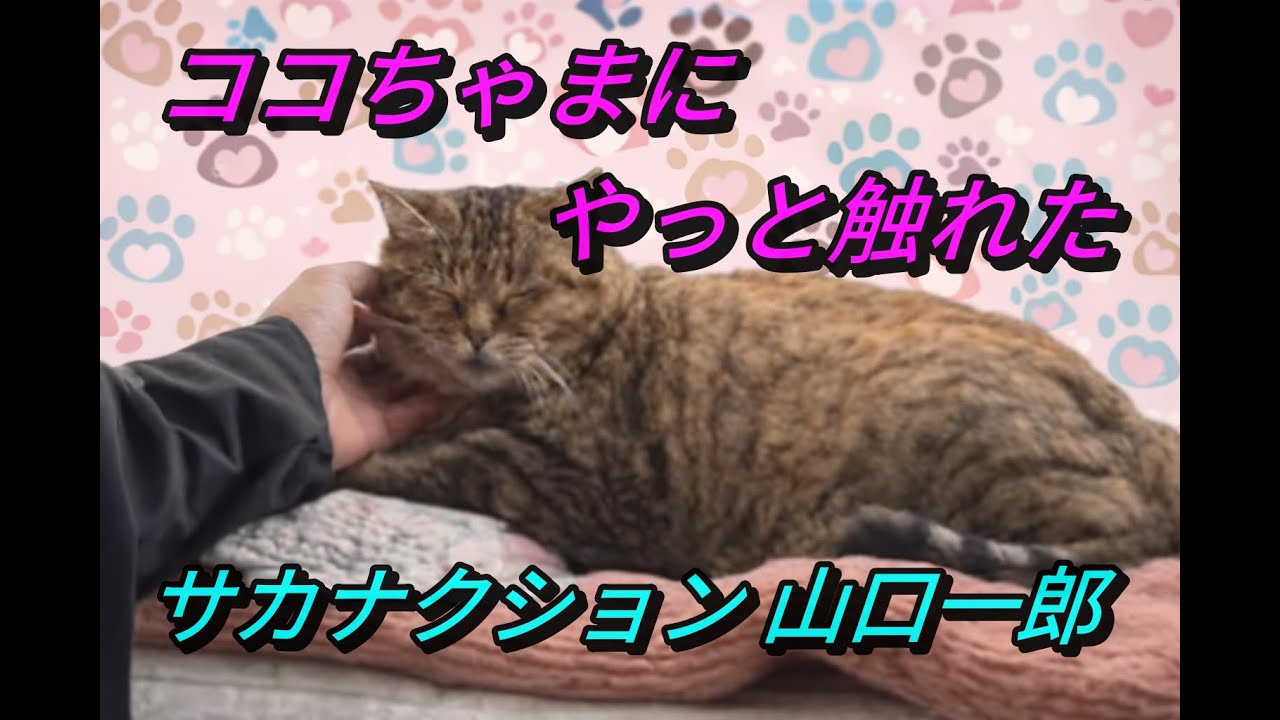 サカナクション山口一郎はココちゃまにやっと触れた［2025年11月15日配信］