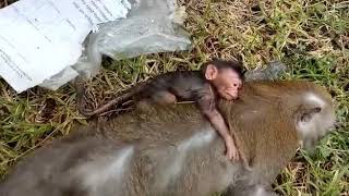 #Viral Bayi Monyet 🐒Memeluk Induknya Mati Saat Melahirkan