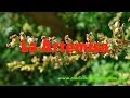 LA ARTEMISA – ACELERA Y REGULA LA MENSTRUACION DIFICÃL