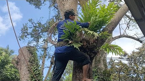 Cưa cây xoài cổ thụ khủng lồ gần nhà .Cưa cây kỹ thuật cao