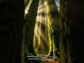 Rahasia Hutan Indonesia: Lebih Tua dari Amazon! 🌳🇮🇩