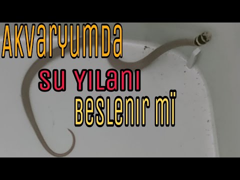 yilan yakaladim yilan yakalama yilan nasil beslenir akvaryumda yilan beslenir mi yilan videosu youtube