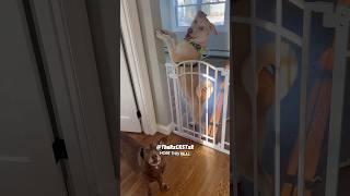 Als honden denken dat een time-out gelijk staat aan de gevangenis!