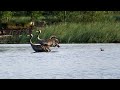 19.06.2016 Pelēkās dzērves ar mazuļiem - Серые журавли с птенцами - Common Cranes with chicks