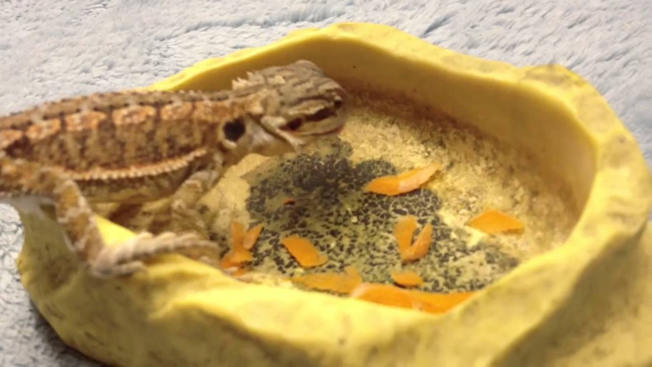 PHOS the bearded dragon eating carrots YouTube