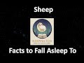 The Common Sheep, Facts to Fall Asleep To (Calm, Soft-Spoken Sleep Narration)