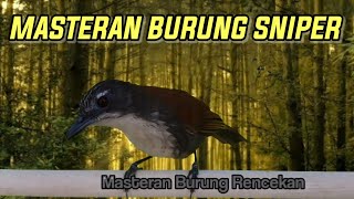 Download Lagu Burung Sniper Gacor || MASTERAN BURUNG SNIPER GACOR MP3 Download Lagu Burung Sniper Gacor || MASTERAN BURUNG SNIPER GACOR MP3