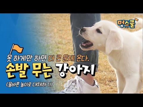 손발 무는 강아지, 못 하게만하면 더 큰 문제온다(올바른 터그놀이로 대체하기)│강형욱의 멍스쿨 초보 보호자