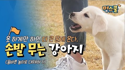 손발 무는 강아지, 못 하게만하면 더 큰 문제온다(올바른 터그놀이로 대체하기)│강형욱의 멍스쿨 초보 보호자