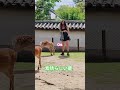 外国人の鹿は敬意を持って愛する 💋🫎❣️